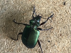 Calosoma schayeri