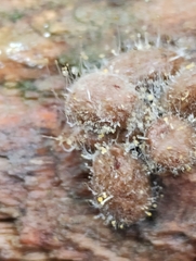 Spinellus