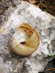 Levantina spiriplana