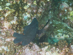 Parma oligolepis