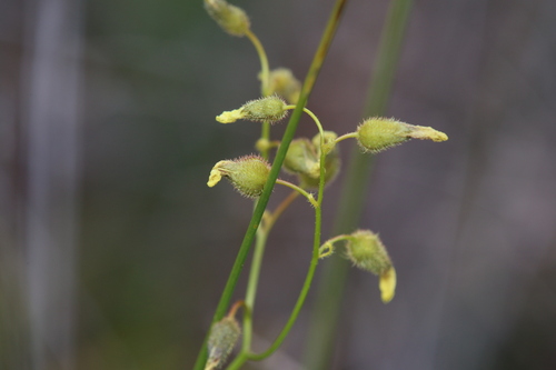 Drosera sulphurea