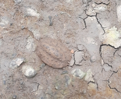 Platevindex tigrinus