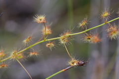 Drosera sulphurea
