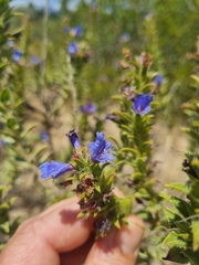 Lobostemon argenteus