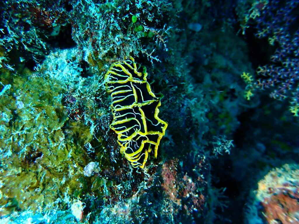 Chocolate Mango Nudibranch