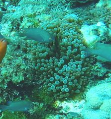 Palythoa