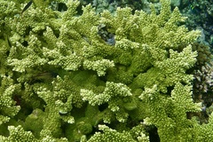 Acropora florida