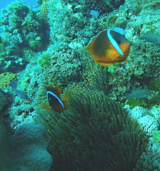 Entacmaea quadricolor
