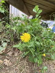 Taraxacum officinale