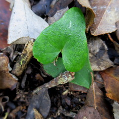 Dioscorea mundii