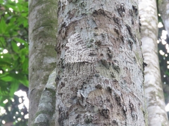 Thysania agrippina