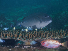 Heteropriacanthus carolinus