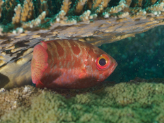 Heteropriacanthus carolinus