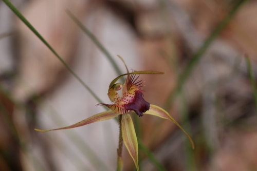 Image of Caladenia brownii by (c) Hugo Innes, some rights reserved (CC BY)