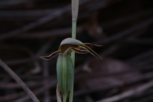 Image of Lyperanthus serratus by (c) Hugo Innes, some rights reserved (CC BY)
