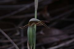 Lyperanthus serratus