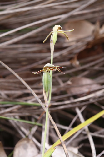 Image of Lyperanthus serratus by (c) Hugo Innes, some rights reserved (CC BY)