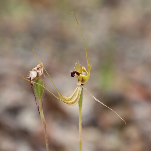 Image of Caladenia attingens by (c) Hugo Innes, some rights reserved (CC BY)