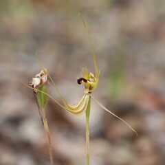Caladenia attingens