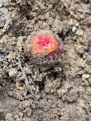 Calostoma