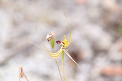 Caladenia attingens