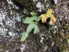 Pyrrosia polydactylos