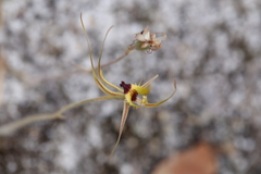 Caladenia attingens