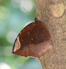 Elymnias hypermnestra