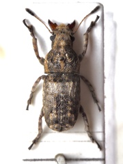 Anthribinae