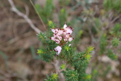 Erica multiflora