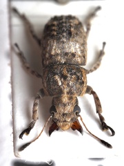 Anthribinae