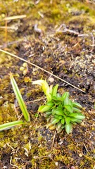 Pterostylis venosa