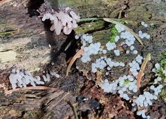 Stemonitopsis typhina