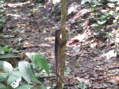 Enyalius