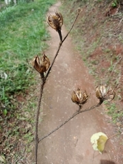 Hibiscus macrophyllus