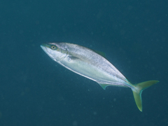 Seriola lalandi