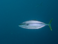 Seriola lalandi