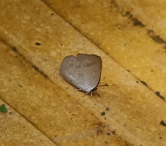 Curetis santana