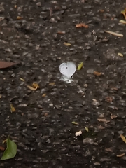 Neopithecops zalmora