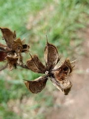 Hibiscus macrophyllus