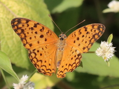 Phalanta phalantha