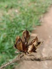 Hibiscus macrophyllus