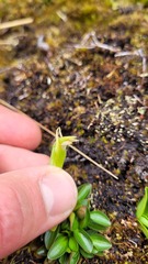 Pterostylis venosa