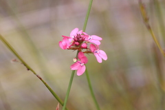 Stylidium squamosotuberosum