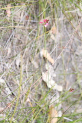 Stylidium squamosotuberosum