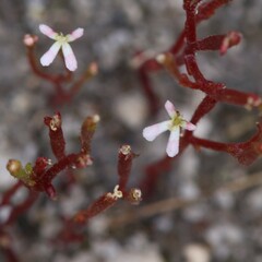 Stylidium inundatum