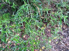 Coprosma linariifolia