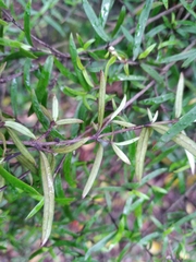 Coprosma linariifolia