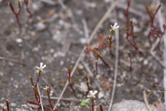 Stylidium inundatum