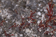 Stylidium inundatum